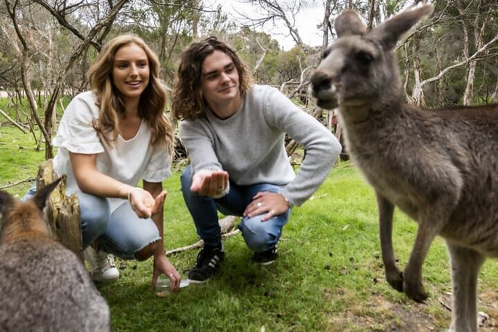 Private Day Tour: Phillip Island Wildlife & Brighton Beach Boxes from Melbourne photo 5