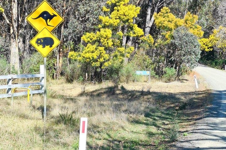 Sydney Wildlife Safari: Southern Highlands Platypus & Night Spotlighting Adventure photo 3