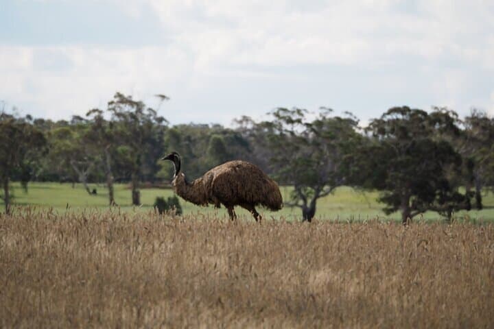 Sydney Wildlife Safari: Southern Highlands Platypus & Night Spotlighting Adventure photo 4