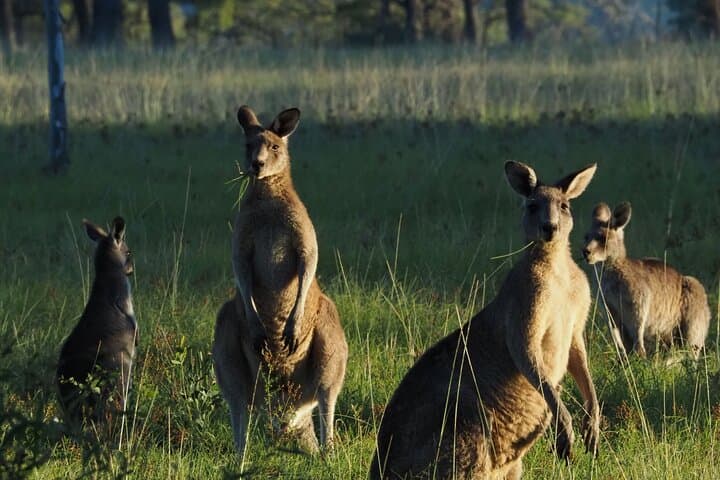 Sydney Wildlife Safari: Southern Highlands Platypus & Night Spotlighting Adventure photo 1