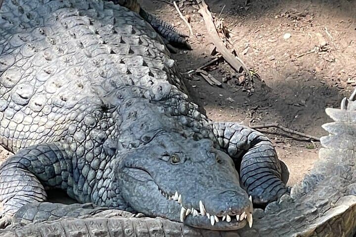 Victoria Falls Private Tour: Falls Walk, Lunch at The Lookout & Crocodile Farm