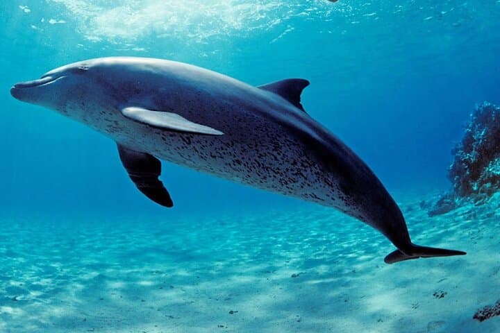 Samadai Reef Dolphin House: Day Trip Snorkeling & Diving from Marsa Alam photo 5
