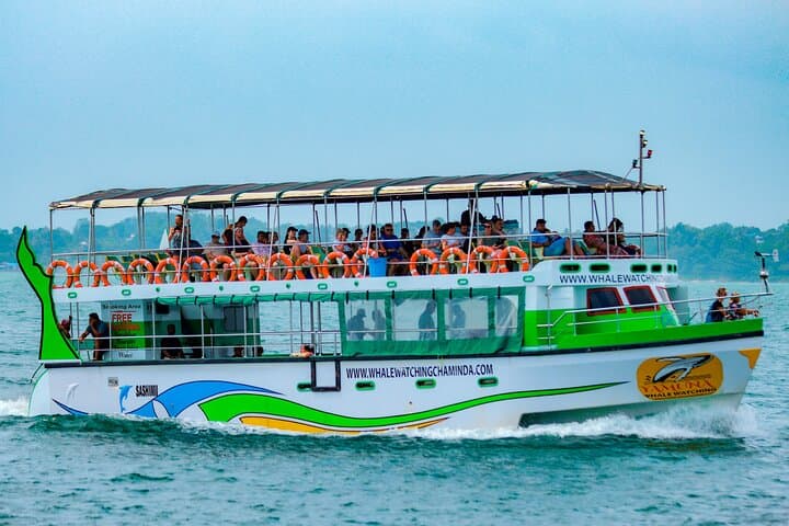 Mirissa Blue Whale & Dolphin Luxury Cruise — Mirissa Whale Watching Experience
