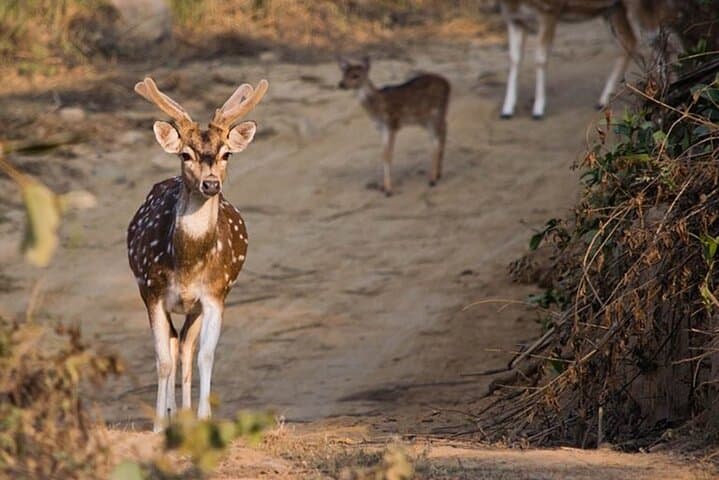 Goa to Jim Corbett: 2-Day Wild Escape Safari by Air photo 3