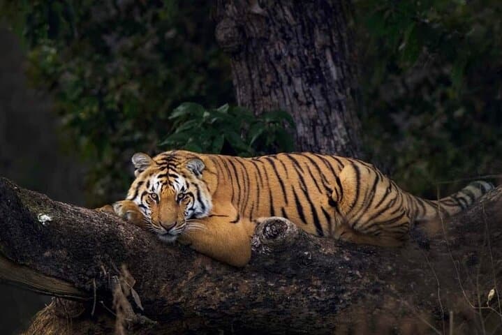 Goa to Jim Corbett: 2-Day Wild Escape Safari by Air photo 6