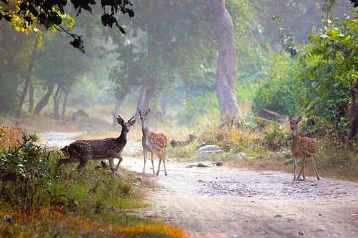 Same-Day Sariska & Jhalana Safari from Delhi — Tigers, Leopards & Jaipur Sights photo 5