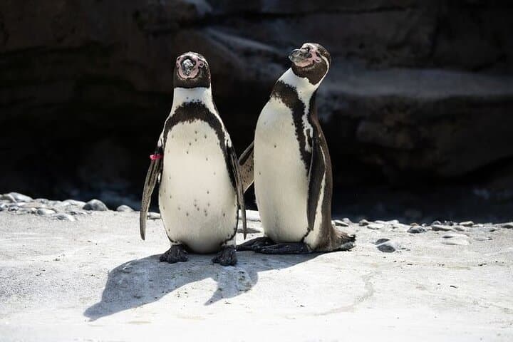 Cape Point & Peninsula Private Car Tour from Cape Town