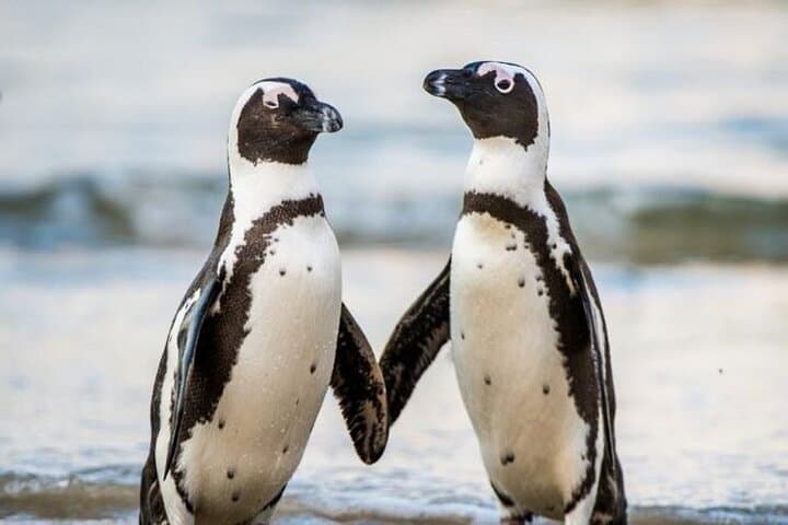 Cape Point & Peninsula Private Car Tour from Cape Town photo 3