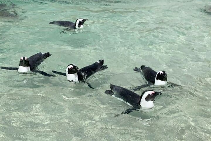 VIP Boulders Beach and Constantia Wine Tour — Penguins & Groot Constantia Tasting photo 3