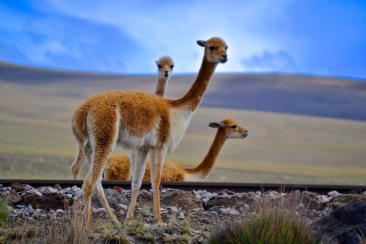 Puno to Colca Canyon in 2 Days: Condors, Hot Springs & Andean Villages photo 6