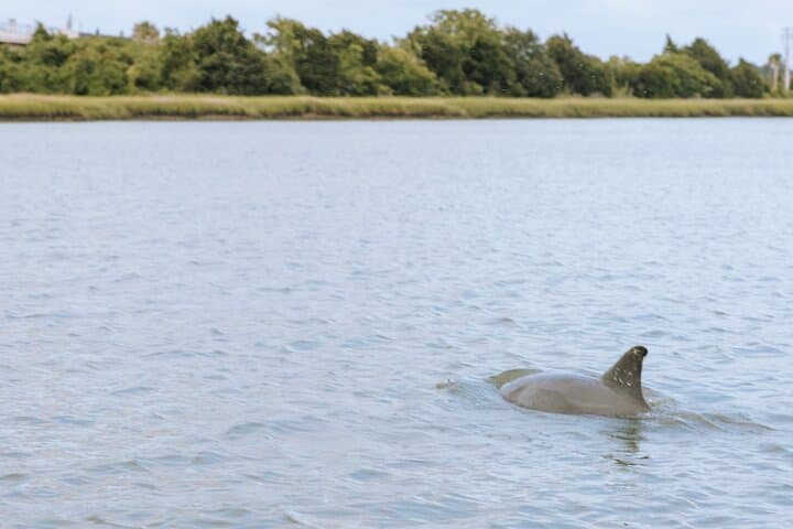 Private Charleston Dolphin Tour: 2-Hour Harbor Cruise to Spot Dolphins & Historic Sights photo 2
