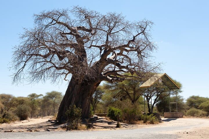 Full-Day Tarangire Safari from Arusha: Elephants, Baobabs & River Wildlife photo 6
