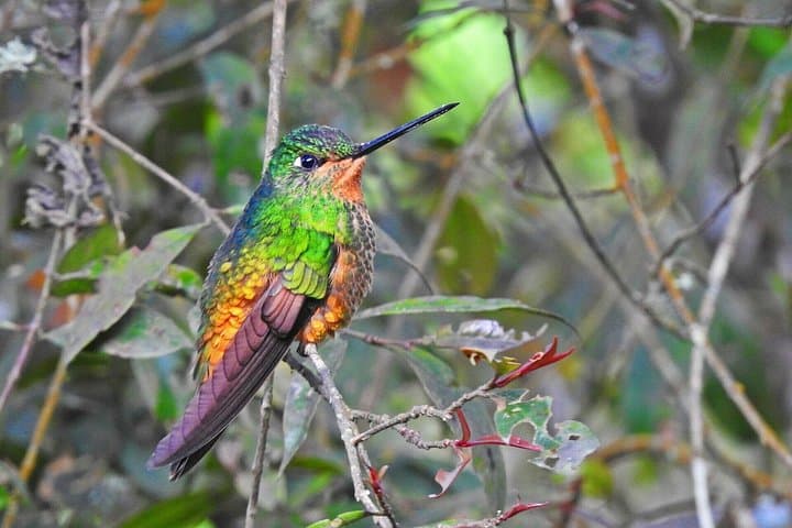 Morning Birdwatching at Monserrate Mountain, Bogotá — 4-Hour Guided Tour photo 2
