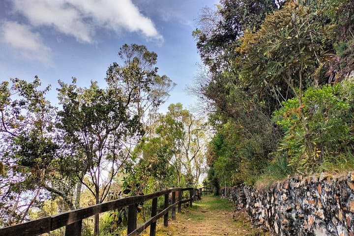 Morning Birdwatching at Monserrate Mountain, Bogotá — 4-Hour Guided Tour photo 3
