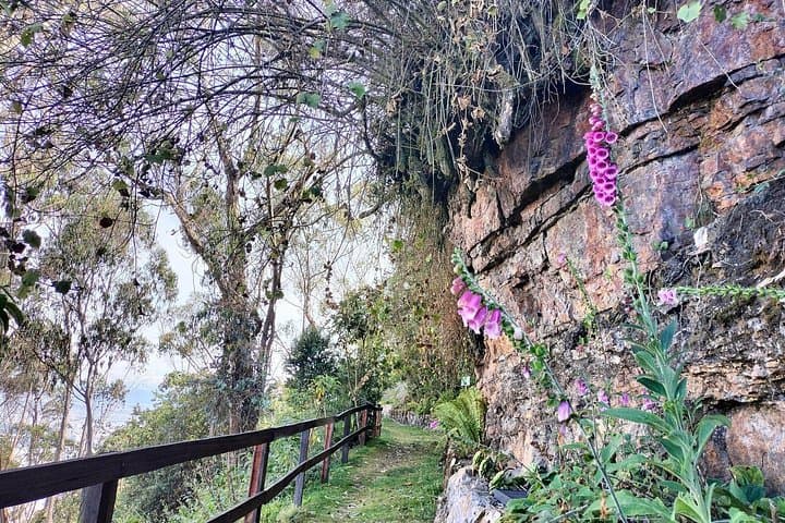 Morning Birdwatching at Monserrate Mountain, Bogotá — 4-Hour Guided Tour photo 4