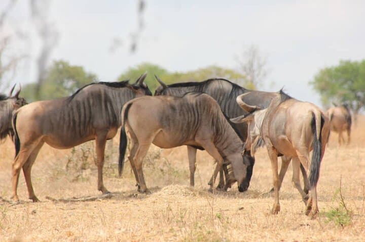 Two-Day Mikumi Safari by Train: Train Ride, Camp Safari & Maasai Village Visit photo 4
