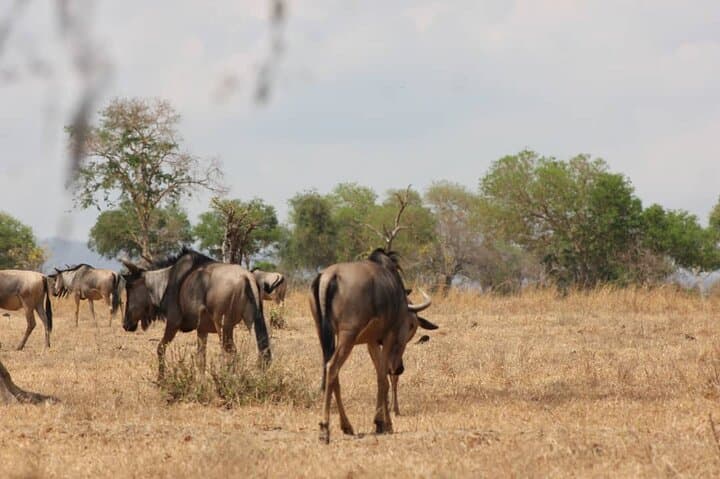 Two-Day Mikumi Safari by Train: Train Ride, Camp Safari & Maasai Village Visit photo 5