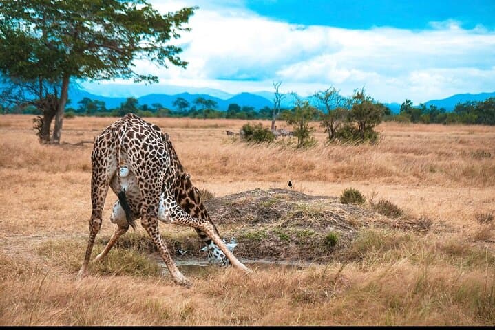 Two-Day Mikumi Safari by Train: Train Ride, Camp Safari & Maasai Village Visit photo 6