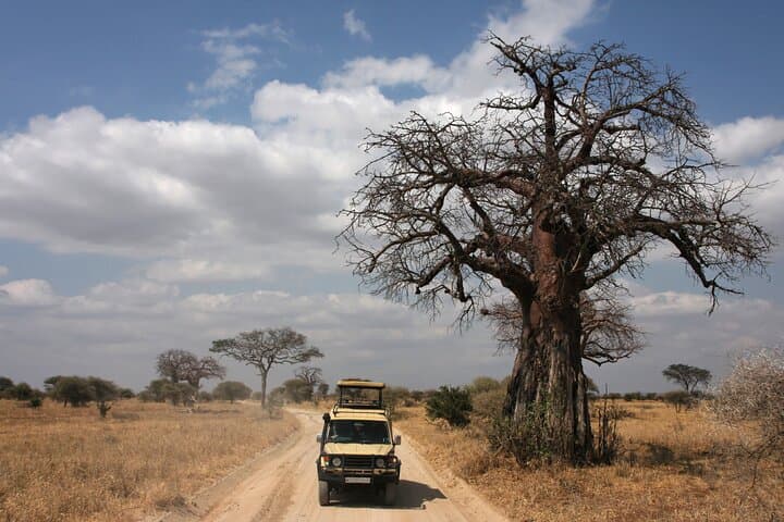 Full-Day Tarangire Safari from Arusha: Elephants, Baobabs & River Wildlife photo 4