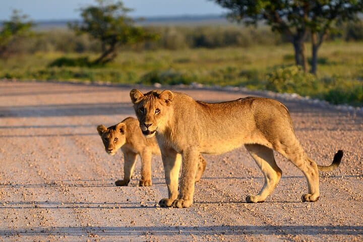 Full-Day Tarangire Safari from Arusha: Elephants, Baobabs & River Wildlife