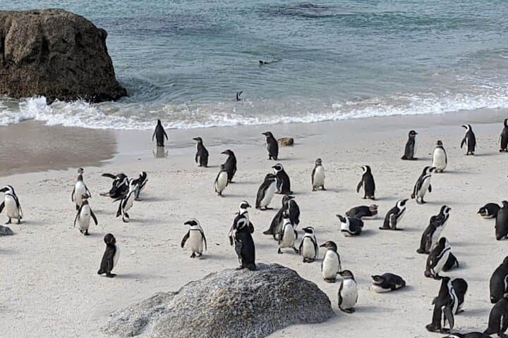 Cape of Good Hope and Boulders Beach Penguins — Private Cape Peninsula Day Tour photo 2