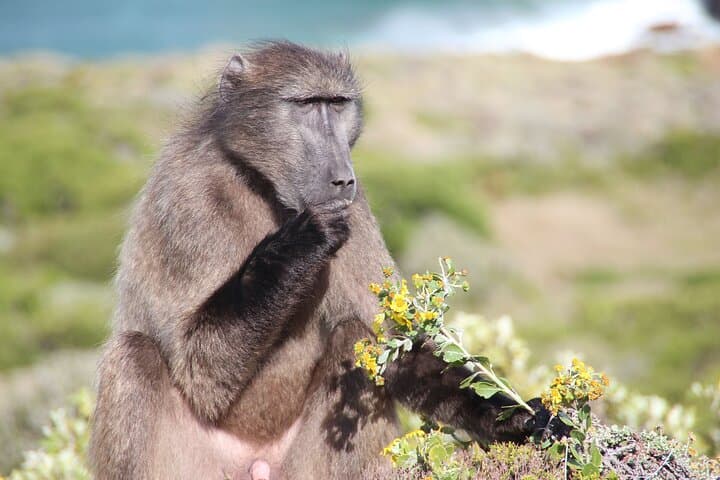 Cape of Good Hope & Boulders Beach Private Tour — Chapman’s Peak to Cape Point photo 2