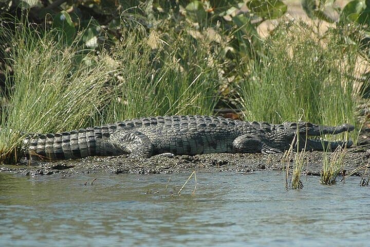 St Lucia Hippo and Croc Boat Cruise — Half-Day from Durban photo 4