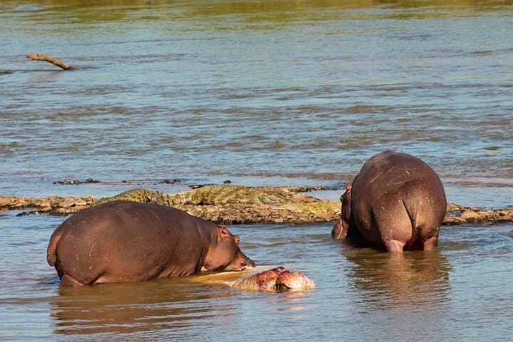 St Lucia Hippo and Croc Boat Cruise — Half-Day from Durban photo 5