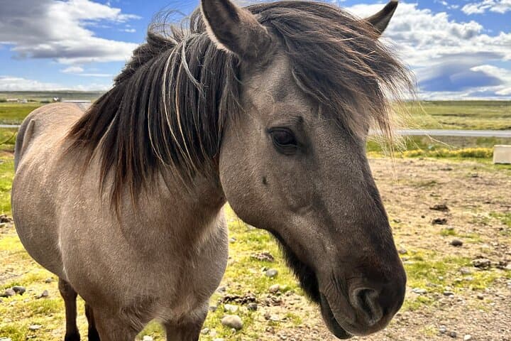 Explore Iceland’s Golden Circle: A Private Day Tour Through History and Geothermal Wonders photo 4