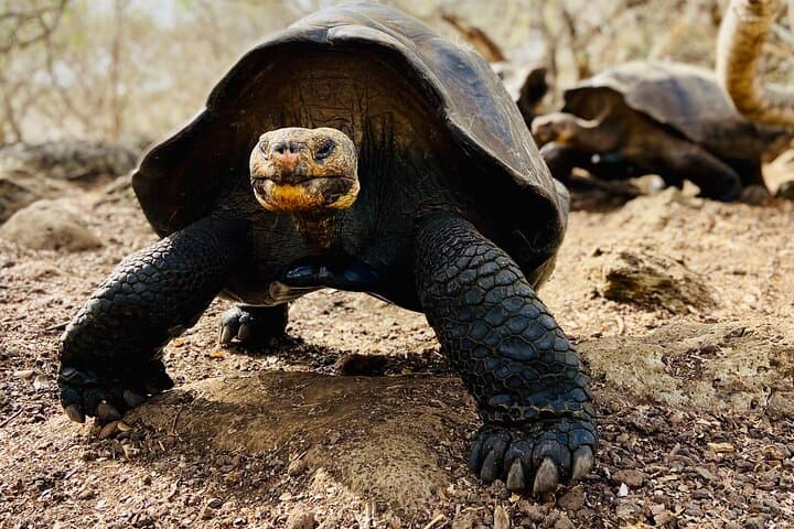 4-Day San Cristóbal: Darwin’s Footsteps, Kicker Rock & Giant Tortoises