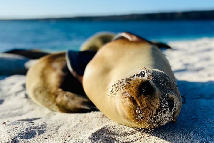 4-Day San Cristóbal: Darwin’s Footsteps, Kicker Rock & Giant Tortoises photo 2