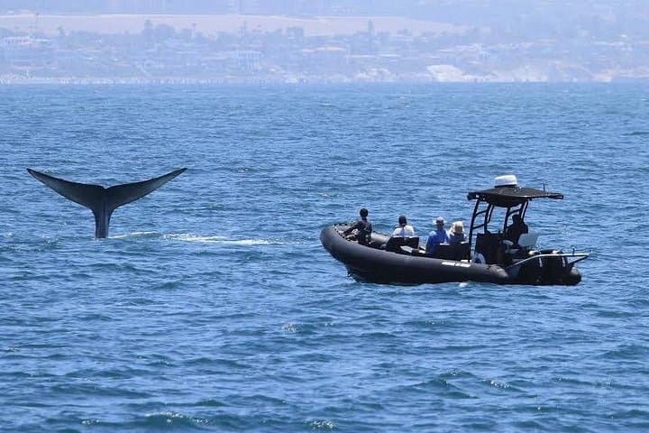 Up-Close Dolphin and Whale Watching in Oceanside: Intimate Marine Mammal Cruise photo 3