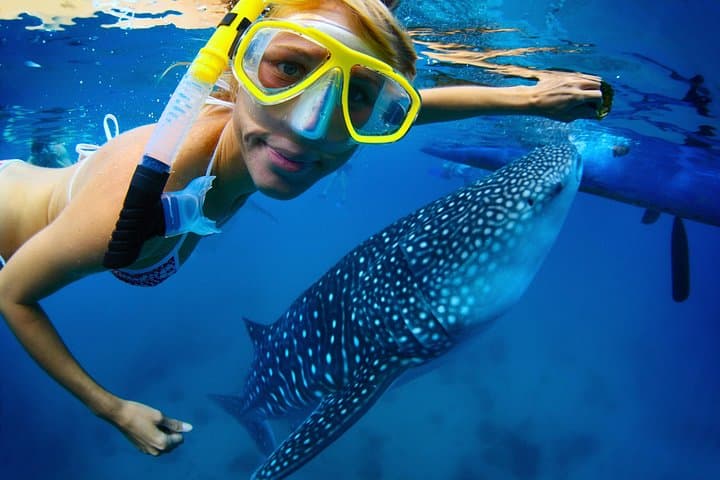 Cebu Whale Shark, Tumalog Falls & Moalboal Sardines: One-Day Snorkel and Waterfall Adventure photo 2