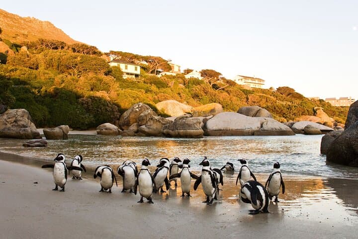 Cape of Good Hope & Boulders Beach Shared Tour — Cape Town Day Trip photo 2