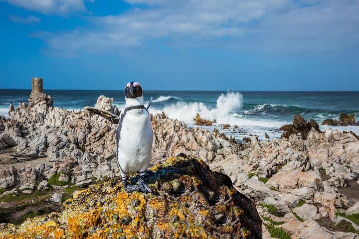 Cape of Good Hope & Boulders Beach Shared Tour — Cape Town Day Trip photo 3
