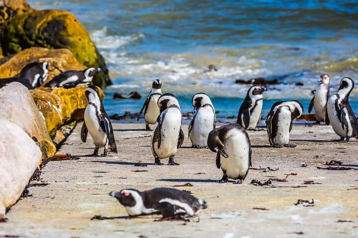 Cape of Good Hope & Boulders Beach Shared Tour — Cape Town Day Trip photo 4