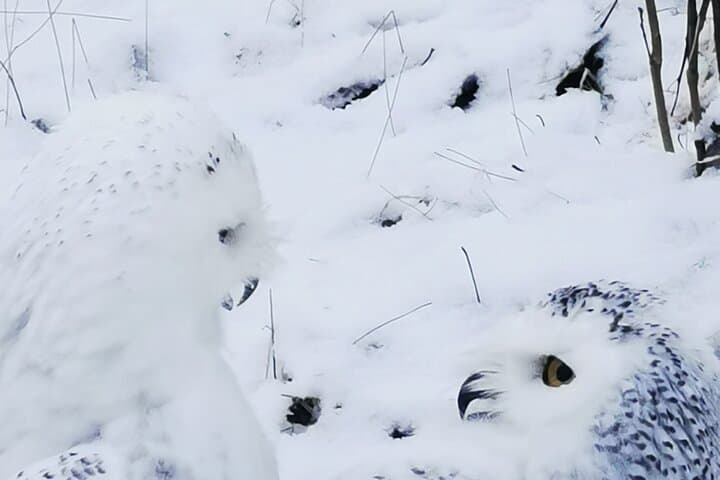 Ranua Arctic Polar Bear Adventure: Afternoon Wildlife Drive from Rovaniemi photo 4
