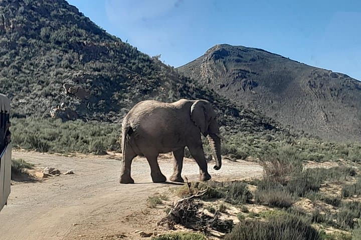 Aquila Game Reserve Safari from Cape Town — Full-Day Big Five Game Drive photo 2