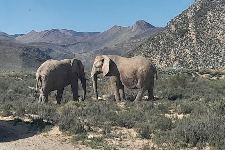 Aquila Game Reserve Safari from Cape Town — Full-Day Big Five Game Drive photo 3