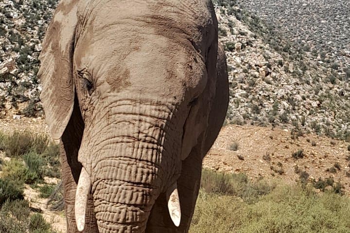 Aquila Game Reserve Safari from Cape Town — Full-Day Big Five Game Drive photo 4