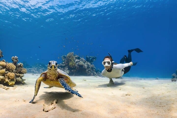 Oahu Circle Island Tour — Snorkel with Turtles, Byodo-In Temple & North Shore Flavors photo 2