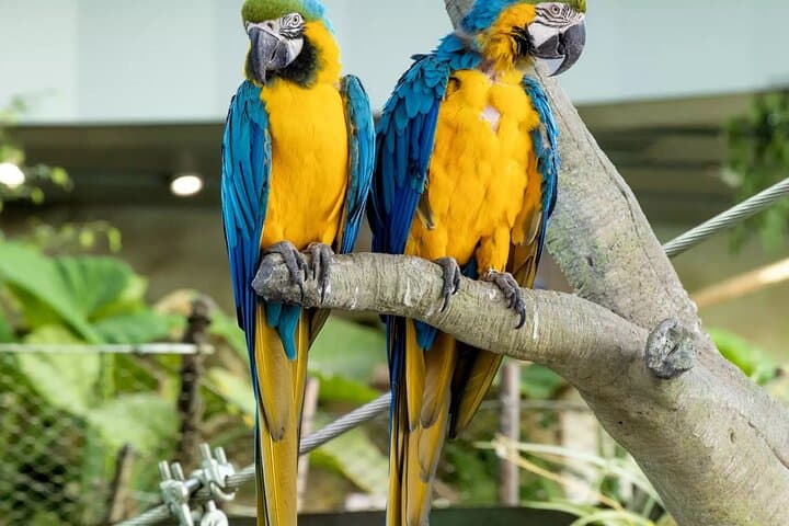 Green Planet Dubai Biodome: City Walk Rainforest Experience photo 2