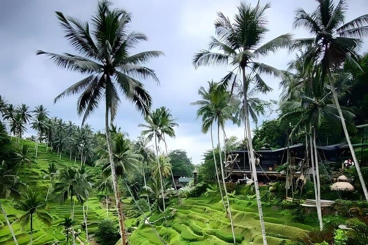 Ubud Day Tour: Monkey Forest, Tegalalang Swing & Sacred Temples photo 2