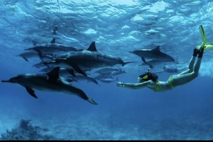 Nungwi Dolphin and Turtle Swim: Snorkel, Seafood Lunch & Sunset Dhow Cruise