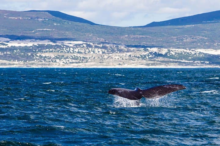 Hermanus Whale Watching Boat Trip — Close-Up Southern Right Whales in Walker Bay photo 2