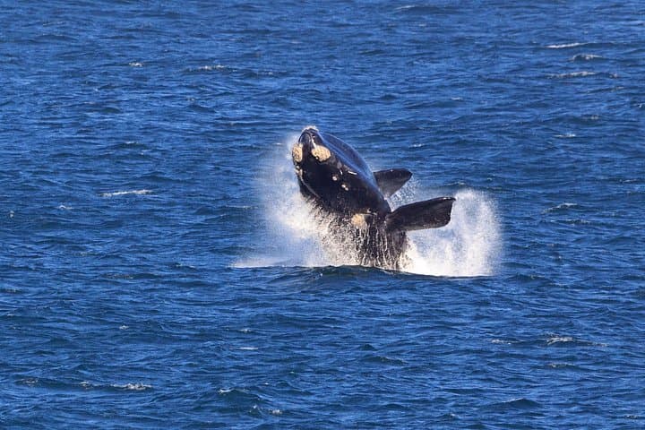 Hermanus Whale Watching Boat Trip — Close-Up Southern Right Whales in Walker Bay photo 3