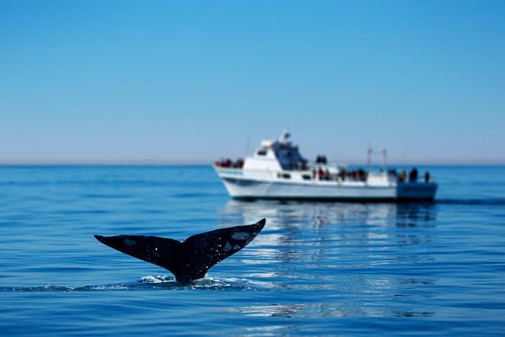 Hermanus Whale Watching Boat Trip — Close-Up Southern Right Whales in Walker Bay photo 4