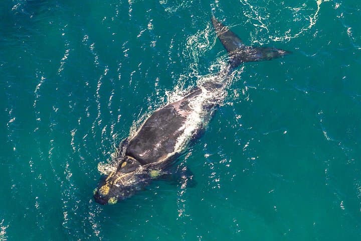 Hermanus Whale Watching Boat Trip — Close-Up Southern Right Whales in Walker Bay
