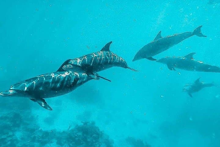 Sharm El Sheikh 15-Minute Dolphin Swim: Red Sea Encounter with Transfers photo 5