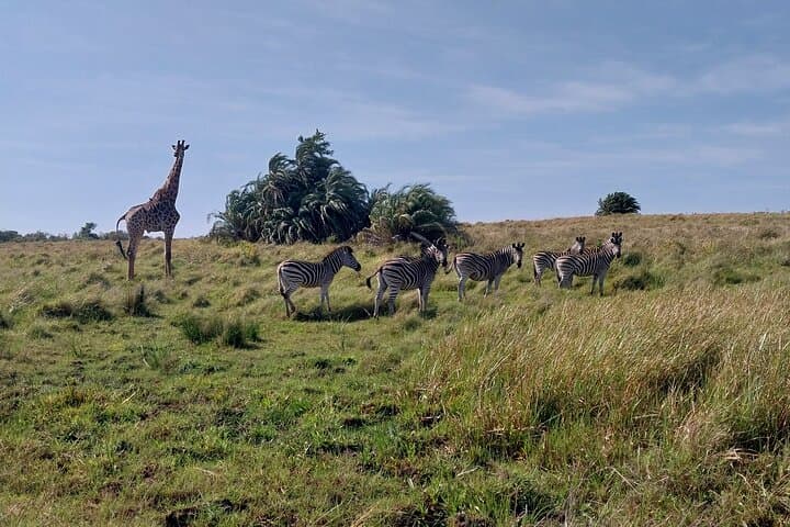 Hluhluwe‑iMfolozi Half‑Day Big Five Safari from Richards Bay photo 6